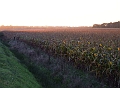 Corn in last light